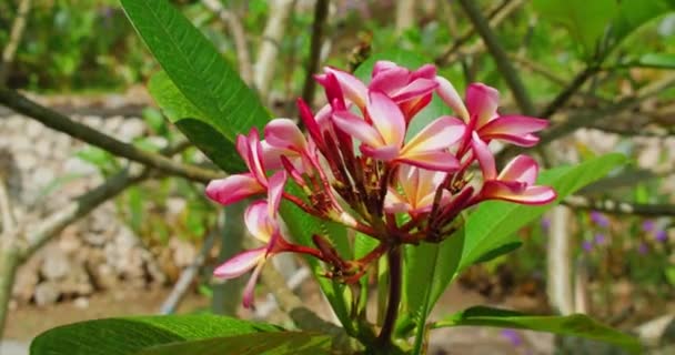 Bunch Pink Frangipani Plumeria Tropical Flowers Grow Tree Garden Close — Stockvideo