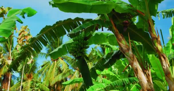 Organic Banana Tree Grow Wild Forest Fruit Bunch Hanging Leaves — Video Stock