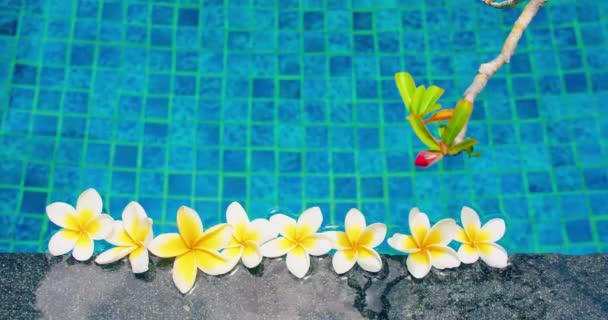 梅花漂浮在游泳池边 蓝色水底 Frangipani芽 花园设计 上下颠倒的静态视图 招标工厂 放宽管制 — 图库视频影像