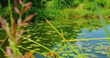 Beautiful water yellow lily flowers in pond. Water lilies Nuphar lutea on river. Leaves and flowers. Green nature background. Nobody.