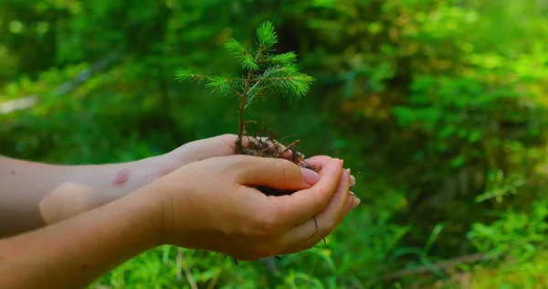 Female hand holding sprout wilde pine tree in nature green forest. Earth Day save environment concept. Growing seedling forester. Protection world planet.