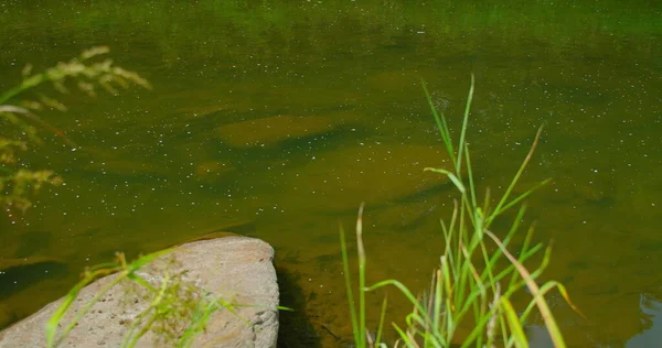 Tilapia Peces Está Nadando Comer Comida Peces Nadar Agua Río — Foto de Stock