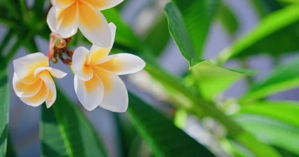 春天娇嫩的黄水仙花在树上 有着模糊的自然花园背景 花墙纸 Blossoming Frangipani 特写镜头 手持录像 巴厘岛 印度尼西亚 热带异国植物 — 图库照片
