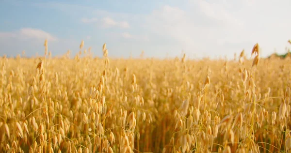 フィールド内の光の風に揺れる熟した黄金の耳のクローズアップ 農業の概念 収穫の準備ができています ドイツだ リアルタイムだ スライダーショット 青い空だ — ストック写真