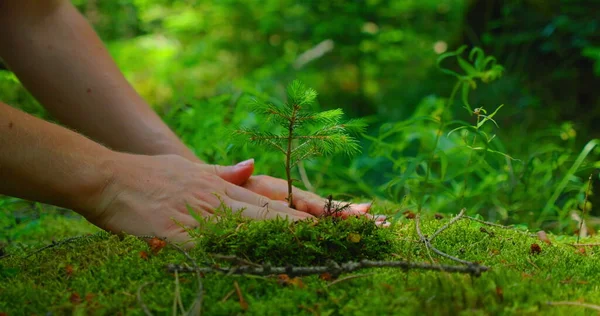 Female Hand Holding Sprout Wilde Pine Tree Nature Green Forest — Stockfoto