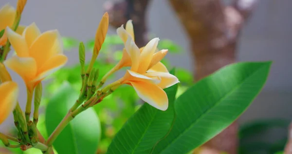 木々の上の春の繊細な黄色のプルメリアの花は ぼやけた自然庭園の背景 花の壁紙 フランジパニの花だ クローズアップビュー 手持ちの映像だ バリ島 インドネシア 熱帯エキゾチックな植物 — ストック写真