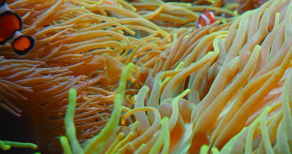 サンゴ礁ではイソギンチャクが泳ぐ 紅海または2本鎖のアネモフィッシュ 海洋魚は野生の藻類や動物プランクトンに餌を与えます 家族Pomacentridae 高品質の映像をクローズアップ — ストック写真