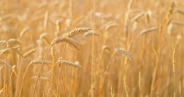熟した小麦のフィールドは 風の中でリップルを収穫する準備ができています スローモーション 農業の概念 世界食糧危機の問題 農業経済 — ストック写真