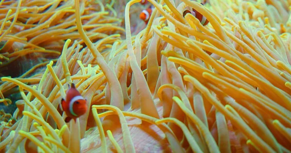 サンゴ礁ではイソギンチャクが泳ぐ 紅海または2本鎖のアネモフィッシュ 海洋魚は野生の藻類や動物プランクトンに餌を与えます 家族Pomacentridae 高品質の映像をクローズアップ — ストック写真