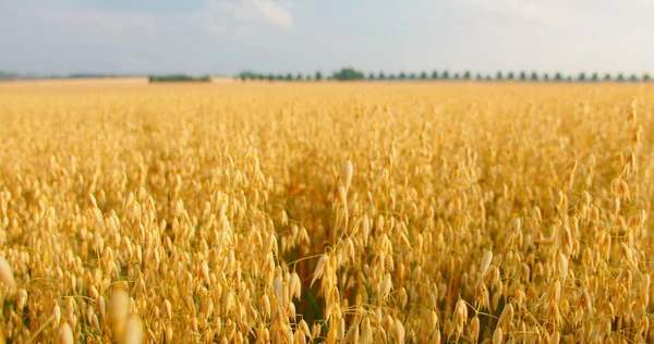 フィールド内の光の風に揺れる熟した黄金の耳のクローズアップ 農業の概念 収穫の準備ができています ドイツだ リアルタイムだ スライダーショット 青い空だ — ストック写真