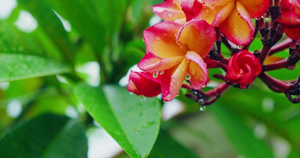 Pink beautiful blooming frangipani flowers in motion. After the rain, fresh nature. Small droplets of water on petals, green tropical leaves. Mental health, meditation, stress relief relaxation peaceful calming chill out video for piano.