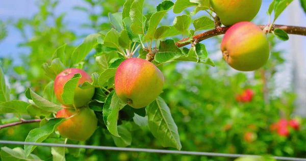 Apfelbaum Schöne Reife Rote Äpfel Früchte Auf Baum Hintergrund Der — Stockfoto