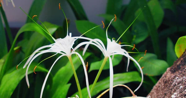 Wiatr Wieje Białe Egzotyczne Kwiaty Tropikalne Rośnie Ziemi Ogrodzie Wyspie — Zdjęcie stockowe