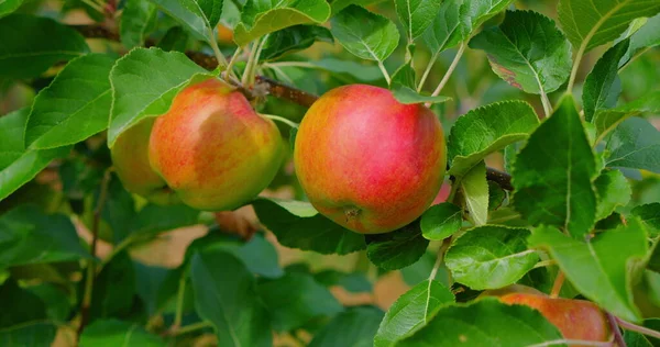 Ωρίμασε Ρόδινα Μήλα Ένα Κλαδί Ανάμεσα Στα Έντονα Πράσινα Φυλλώματα — Φωτογραφία Αρχείου
