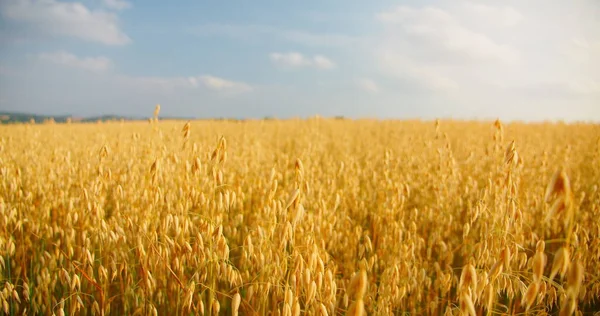 フィールド内の光の風に揺れる熟した黄金の耳のクローズアップ 農業の概念 日没の光 背景がぼやけている 収穫の準備ができています ドイツだ リアルタイムだ — ストック写真