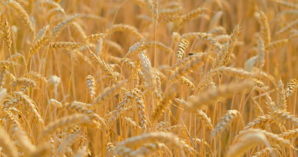 熟した小麦のフィールドは 風の中でリップルを収穫する準備ができています スローモーション 農業の概念 世界食糧危機の問題 農業経済 — ストック写真