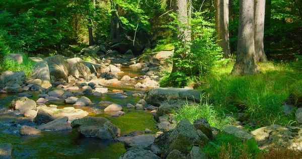 Bach Fließt Wald Freizeitbeschäftigung Bach Grün Gebirgsfluss Wilder Naturlandschaft Nahaufnahme — Stockfoto