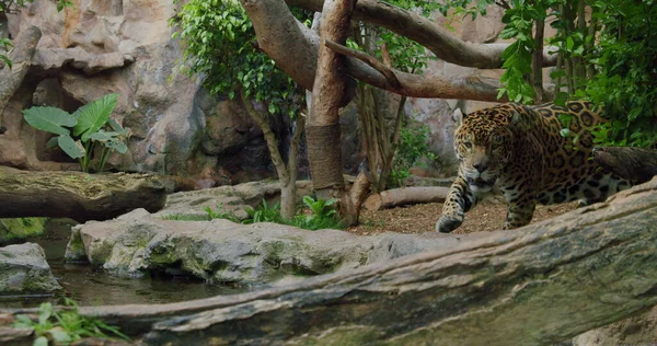 Spotted Jaguar Walk Jungle Forest Fallen Tree Trunk Wild Panther — Foto Stock