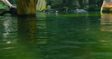 Şirin tüylü su samuru, memeli hayvanlar, gölet suyunda yüzen sevimli vahşi su etoburları, sahil yaban hayatı, fauna. Komik küçük patiler ya da eller. Yarı-suda yaşayan bir aile. Kimse..