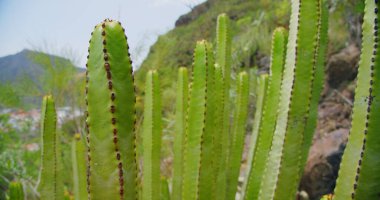Yapraksız, dikenli, herdem yeşil çöl bitki botanik bahçesinde süs olarak yetiştiriliyor. Succulents arka plan, doğal desen. Atatürk sera kaktüs tepeli. Pembe dikenleri ile mercan zigzag.