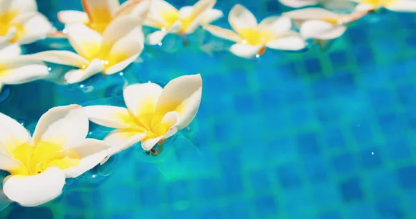 Dirty blue water in the swimming pool during COVID. Flowers fall into water floating on the surface. Plumeria frangipani white buds. Close-up. Nobody.