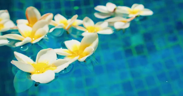 Dirty blue water in the swimming pool during COVID. Flowers fall into water floating on the surface. Plumeria frangipani white buds. Close-up. Nobody.