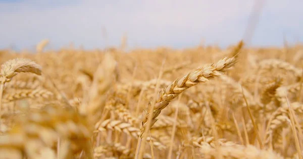 青い曇りの空 田舎の夏の農業シーンの下でクローズアップ黄金の小麦のフィールド あなたがたが種を蒔く時 蒔かれたものを播きなさい それであなたがたは刈り取るであろう — ストック写真
