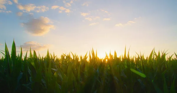 Landwirtschaft Maisfeld Den Strahlen Der Sonne Bei Sonnenuntergang Maisernte Grüne — Stockfoto