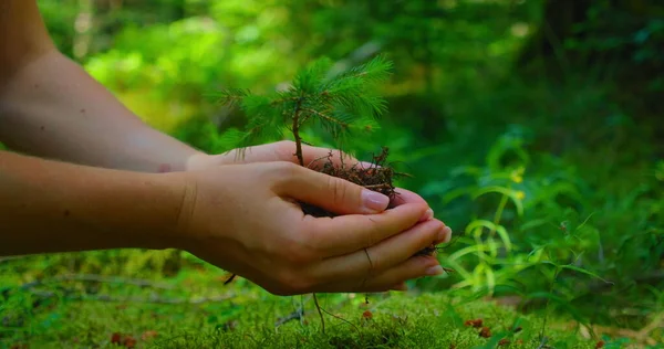 Female Hand Holding Sprout Wilde Pine Tree Nature Green Forest — Fotografia de Stock