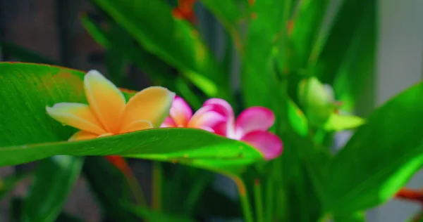 在热带巴厘岛的雨季 印度尼西亚丛林中的季风雨后 野红兰花盛开 绿色茂密的自然背景 特写手持录像 — 图库照片