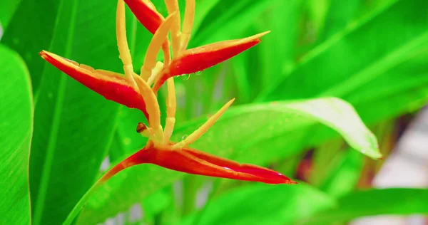 多彩的芙蓉花 雨后缀在花园里 花瓣上有雨滴 新鲜的绿色奇异的热带植物背景 实时拍摄的 — 图库照片