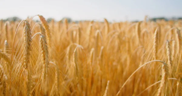 Ранковий Схід Сонця Світить Крізь Вуха Пшениці Полі Проти Прозорого — стокове фото