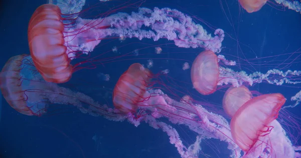 Closeup Atlantic Sea Nettle Chrysaora Quinquecirrha Group Jellyfish Slow Moving — Foto de Stock