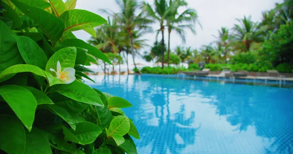 温泉度假一潭一潭 背景为棕榈树热带绿色灌木 在豪华的海洋度假胜地 在蓝色的游泳池附近有奇异的植物叶子 美丽植物的分枝 前往温暖国家的旅行概念 — 图库照片