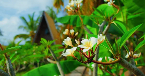 巴厘岛热带花园的梅花 背景为巴厘传统村木屋 印度尼西亚的自然景观 — 图库照片