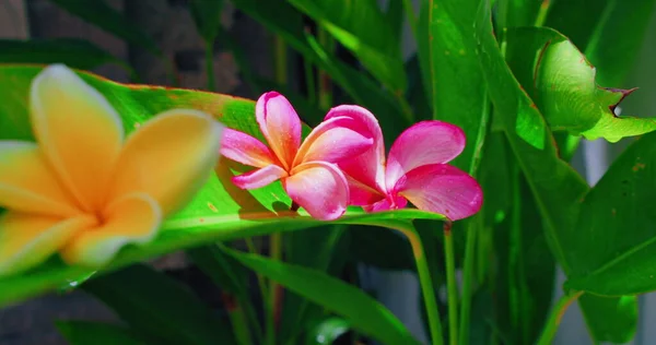熱帯バリ島の雨の季節インドネシアのジャングルでモンスーン雨の後の野生の赤い蘭の花 緑豊かな自然背景 手持ちのクローズアップ映像 — ストック写真