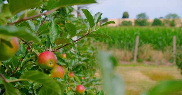 Яблуня Рожевими Соковитими Яблуками Крупним Планом Сонячному Світлі Червоні Плоди — стокове фото