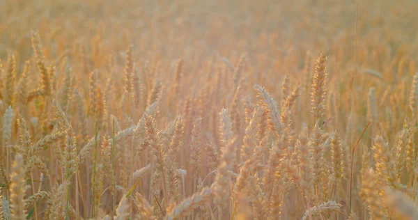 日没の光線の小麦の輝きの熟した耳を閉じる 背景がぼやけている スパイクレットのスイッチングラッシュ 黄金の穀物だ 農業分野 牧草地だ 自然食品の栽培 — ストック写真
