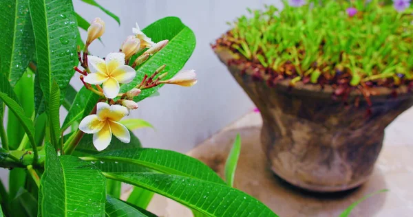 Beautiful blooming frangipani flowers in motion. After the rain, fresh nature. Small droplets of water on petals, green tropical leaves. Mental health, meditation, stress relief relaxation peaceful calming chill out video for piano.