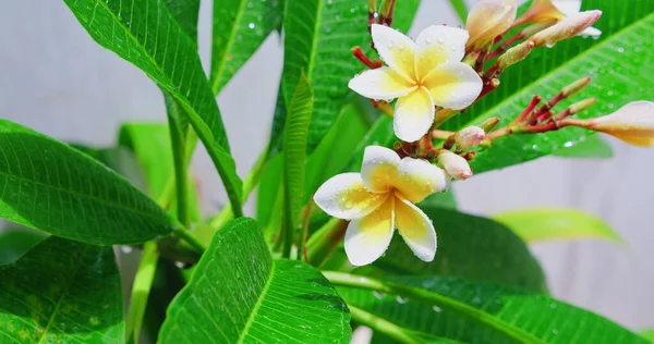 Blühende Weiße Tropische Blumen Auf Ästen Nach Regen Bei Strahlendem — Stockfoto