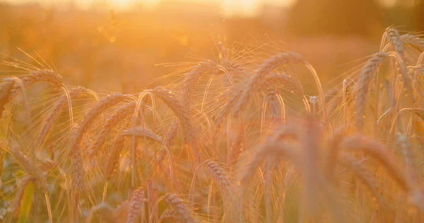 小麦の分野で素晴らしい魔法の黄金の太陽の光 マクロだ 日没の光 日没時に畑で小麦の作物 オリジナル高品質ビデオ4K 夏の夜に健康な熟した小穂 — ストック写真