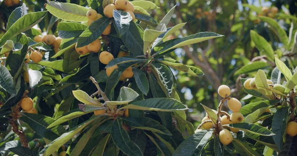 Medlar Δέντρο Loquat Ωρίμανση Φρούτων Ηλιόλουστη Ανοιξιάτικη Μέρα Φαράγγι Masca — Φωτογραφία Αρχείου