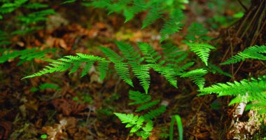 Green leaves of a forest fern, close-up. Soft sunlight. Selective focus. Wild nature. Relax cinematic static shot.