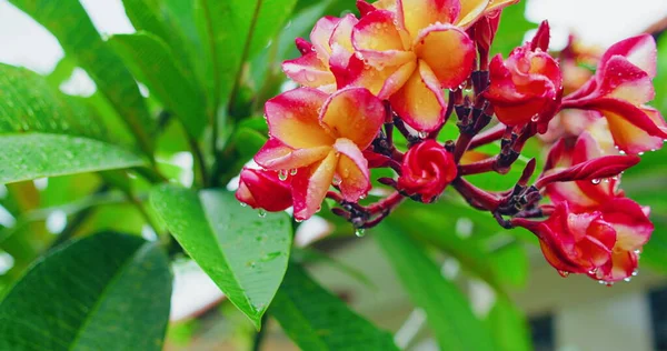 缓慢运动的花 粉红的番石榴花摇曳 鲜绿的树 水滴在花瓣上 自然新鲜 热带树叶 舒缓压力平静冷静冷静的概念 — 图库照片