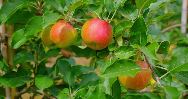 リンゴの木 太陽の木の背景に美しい熟れた赤いリンゴの果物 果樹園の枝にぶら下がっているジューシーなリンゴを熟す 接近中だ 農業食糧収穫園芸の概念 スローモーション — ストック写真