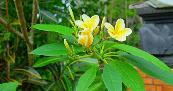 伝統的なバリの記念碑を背景に 寺院の木のプルメリアの花 春繊細な黄色のフランジパニの芽 クローズアップビュー 手持ちの映像だ バリ島 インドネシア 熱帯エキゾチックな植物 — ストック写真