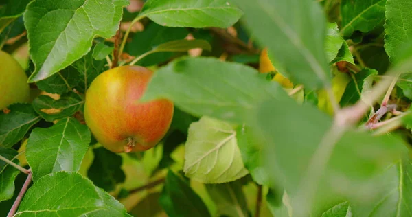 Ωρίμασε Ρόδινα Μήλα Ένα Κλαδί Ανάμεσα Στα Έντονα Πράσινα Φυλλώματα — Φωτογραφία Αρχείου