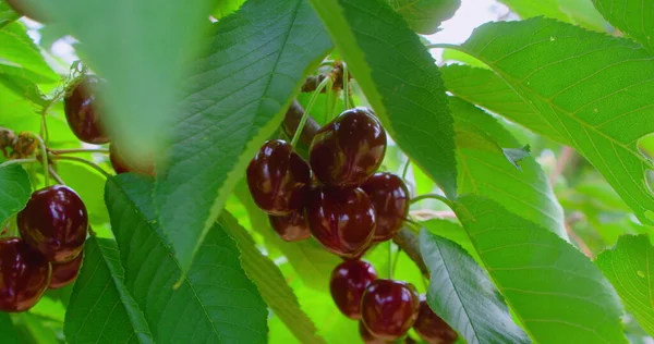Piros Érett Cseresznye Kertben Természetes Bio Vitaminok Antioxidáns Gyümölcsök Közelről — Stock Fotó