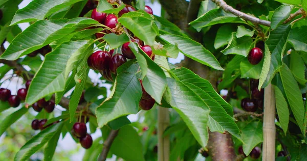 Κόκκινο Κλαδί Κερασιάς Αρκετά Γευστικά Φρούτα Στον Άνεμο Φρέσκια Συγκομιδή — Φωτογραφία Αρχείου