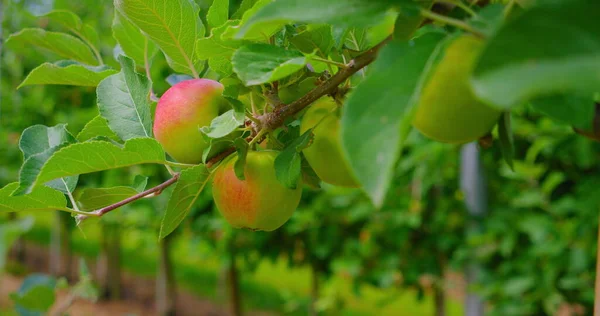 Almafa Rózsaszín Lédús Almákkal Napfényben Vörös Gyümölcsök Egy Ágon Nőnek — Stock Fotó